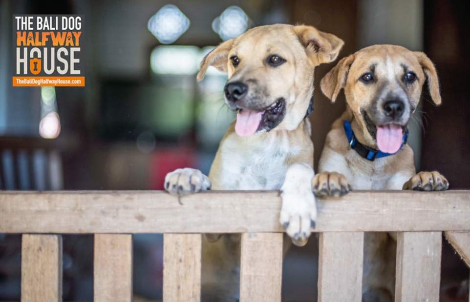 outreach at bali halfway dog shelter